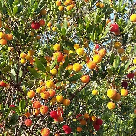 Bed & Breakfast Corsica Monti